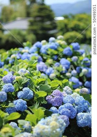 hydrangea hydrangea 50499351