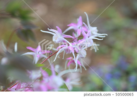 Freshwater leek 50500065