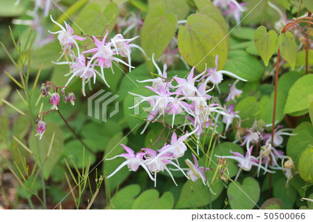 Freshwater leek 50500066