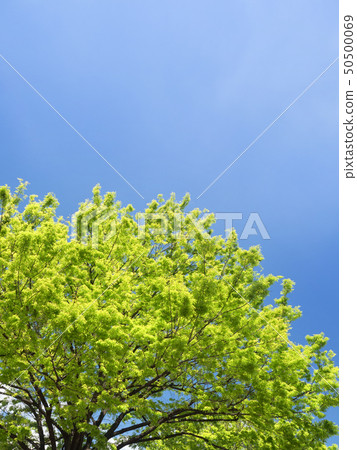藍天和新鮮的綠色zelkova 藍天和新鮮的綠色zelkova 50500069