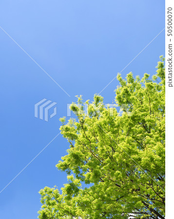藍天和新鮮的綠色zelkova 藍天和新鮮的綠色zelkova 50500070