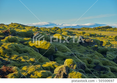 在冰島用erdofroin蓋的熔岩荒野 50500697