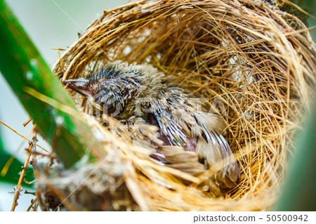 Baby bird in nest at people home. 50500942