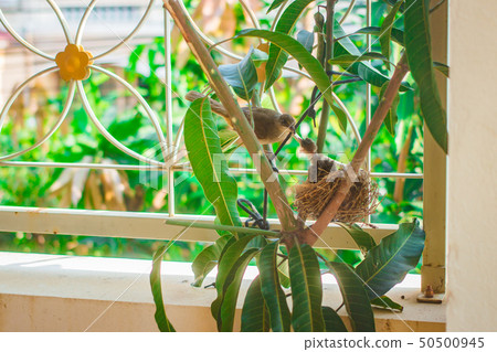 Baby bird in nest at people home. 50500945