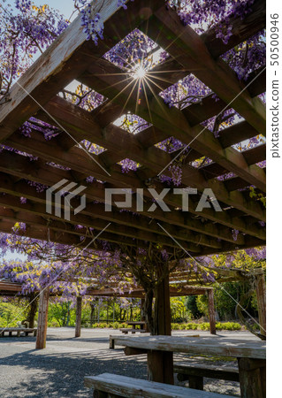 Fuji (Tsushima City, Nagasaki Prefecture) Fuji (Tsushima City, Nagasaki Prefecture) 50500946