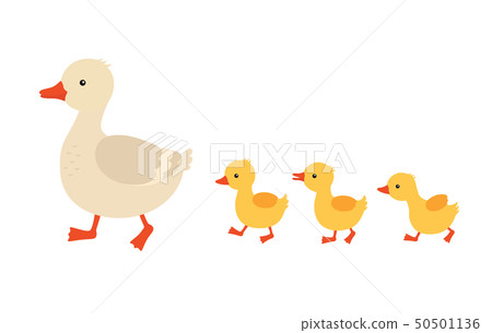 Mother duck and ducklings. Cute baby ducks walking in row. Cartoon vector illustration. Duck mother Mother duck and ducklings. Cute baby ducks walking in row. Cartoon vector illustration. Duck mother 50501136