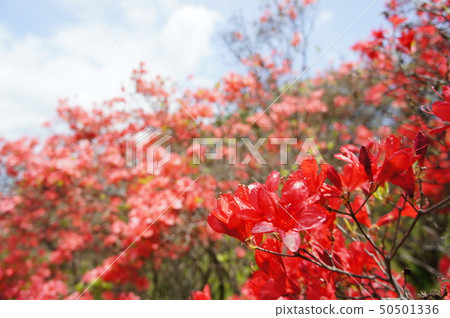當杜鵑花綻放 50501336
