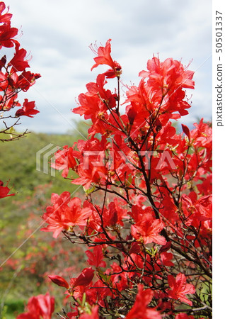 當杜鵑花綻放 50501337