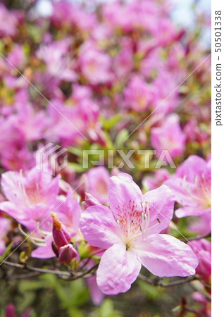 當杜鵑花綻放 50501338