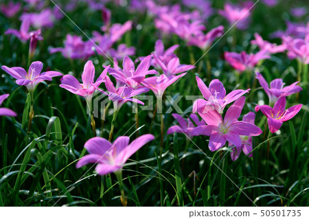 Zephyranthes grandiflora pink flowers in garden, Zephyranthes grandiflora pink flowers in garden, 50501735