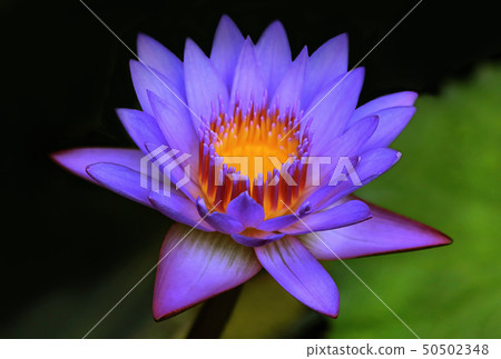 Colourful purple water lily Colourful purple water lily 50502348