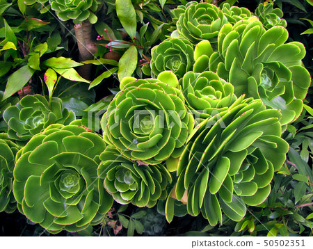 Green succulent plant 50502351