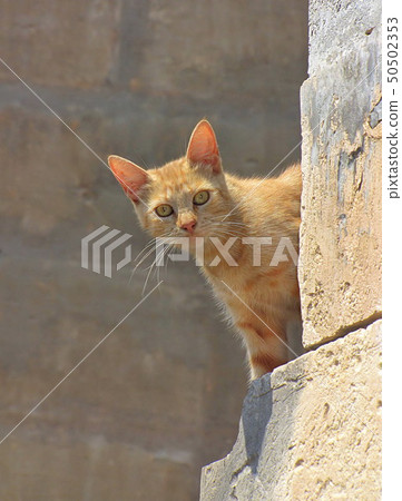 Ginger cat peeks around the corner 50502353