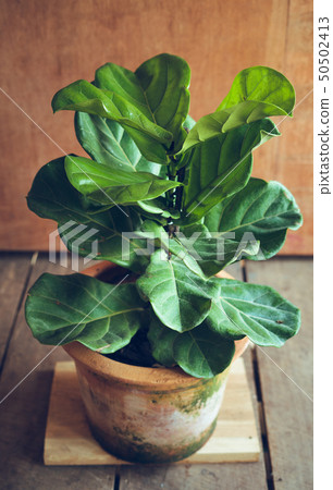 Ficus lyrata In pots,Tree in the house Ficus lyrat Ficus lyrata In pots,Tree in the house Ficus lyrat 50502413