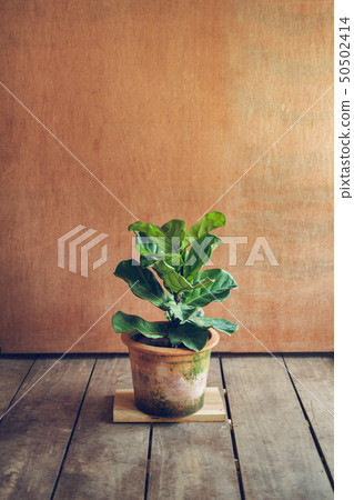 Ficus lyrata In pots,Tree in the house Ficus lyrat 50502414