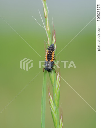 Nimitanto larva 50502575