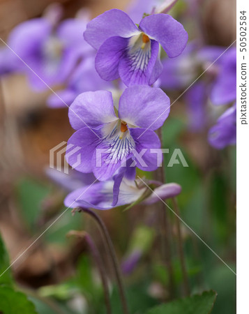 Viola grypocera 50502584
