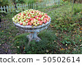 Green red apples lie on an old wooden table outdoor in the garden 50502614
