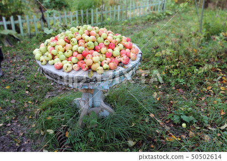 Green red apples lie on an old wooden table outdoor in the garden Green red apples lie on an old wooden table outdoor in the garden 50502614