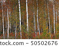 Birches in yellow autumn birch forest in october among other birches in birch grove 50502676
