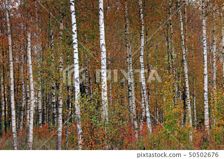 Birches in yellow autumn birch forest in october among other birches in birch grove 50502676