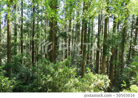 新鮮的綠色森林 50503016