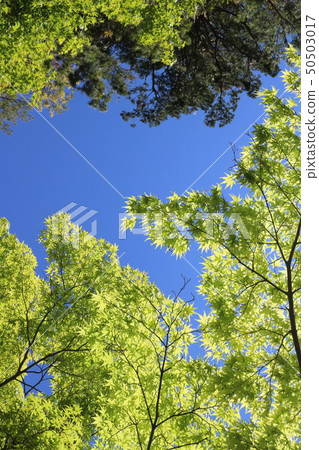 Fresh green forest 50503017