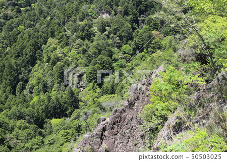 Fresh green forest 50503025