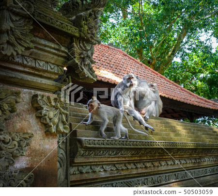 Monkeys on a temple roof in the Monkey Forest, 50503059