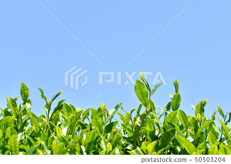 茶園 50503204