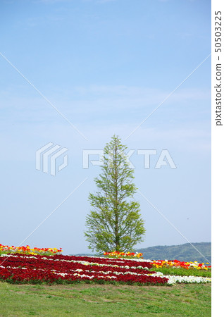 Awaji Hanasajiki (Awaji City, Hyogo Prefecture / Awaji Island) 50503225