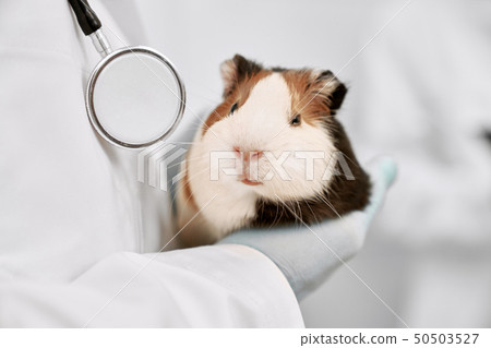 Cute white and brown hamster close up. 50503527