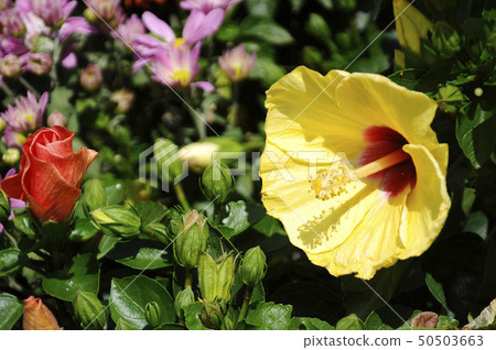 Hibiscus rosa-sinensis Hibiscus rosa-sinensis 50503663