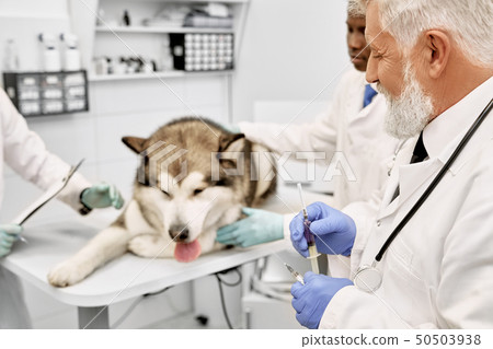 Dog lying in vet cabinet before vaccination. 50503938