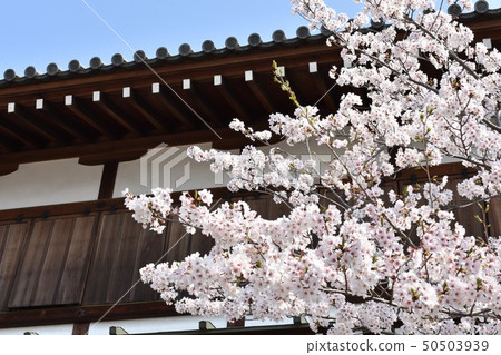 Old building and cherry tree 50503939