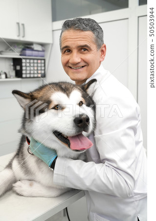 Vet hugging alaskan malamute, smiling, looking at camera. Vet hugging alaskan malamute, smiling, looking at camera. 50503944