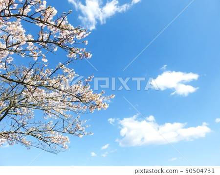 Cherry blossoms and blue sky  Cherry blossoms and blue sky 50504731