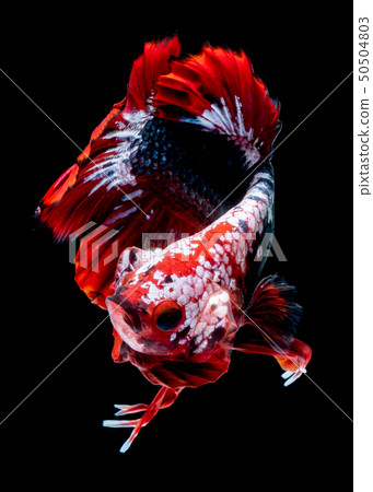 Betta fish koi fish kohaku Red White 50504803