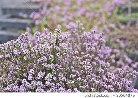 Creeping time flower with small petals 50504879