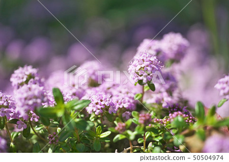 Creeping time flower with small petals 50504974