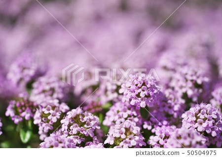 Creeping time flower with small petals 50504975