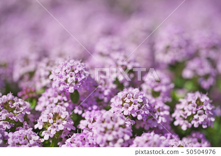 Creeping time flower with small petals 50504976