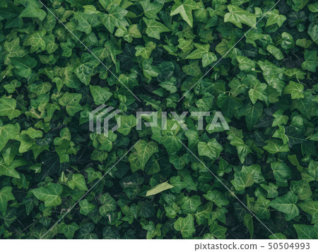 春天的綠色 春天的綠色 50504993