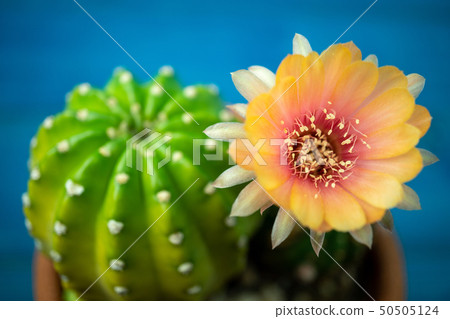 Yellow, orange and red color of cactus flower Yellow, orange and red color of cactus flower 50505124