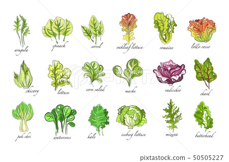 Fresh herbs set, arugula, spinach, sorrel, chicory,lettuce, corn, bok choy, salad, watercress, kale Fresh herbs set, arugula, spinach, sorrel, chicory,lettuce, corn, bok choy, salad, watercress, kale 50505227