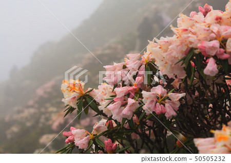 合歡山 杜鵑花 雨後 合歡山 杜鵑花 雨後 50505232