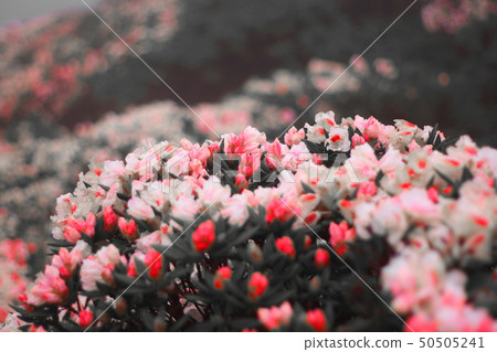 合歡山 杜鵑 鮮紅 50505241