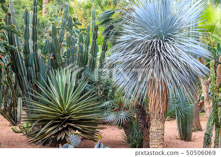 Cacti and palm trees in a natural environment in a 50506069