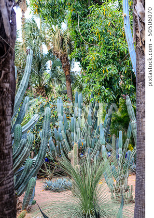 Cacti and palm trees in a natural environment in a 50506070