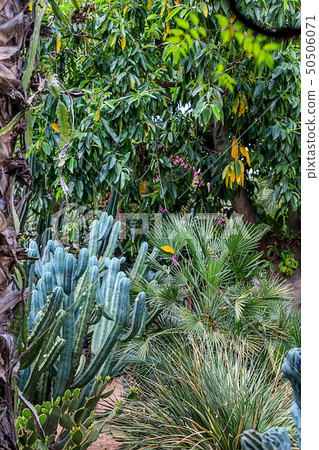 Cacti and palm trees in a natural environment in a 50506071
